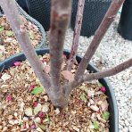 Okrasná jabloň (Malus) ´COCCINELLA´ - výška 180-220 cm, kont. C18L - VIACKMENNÁ